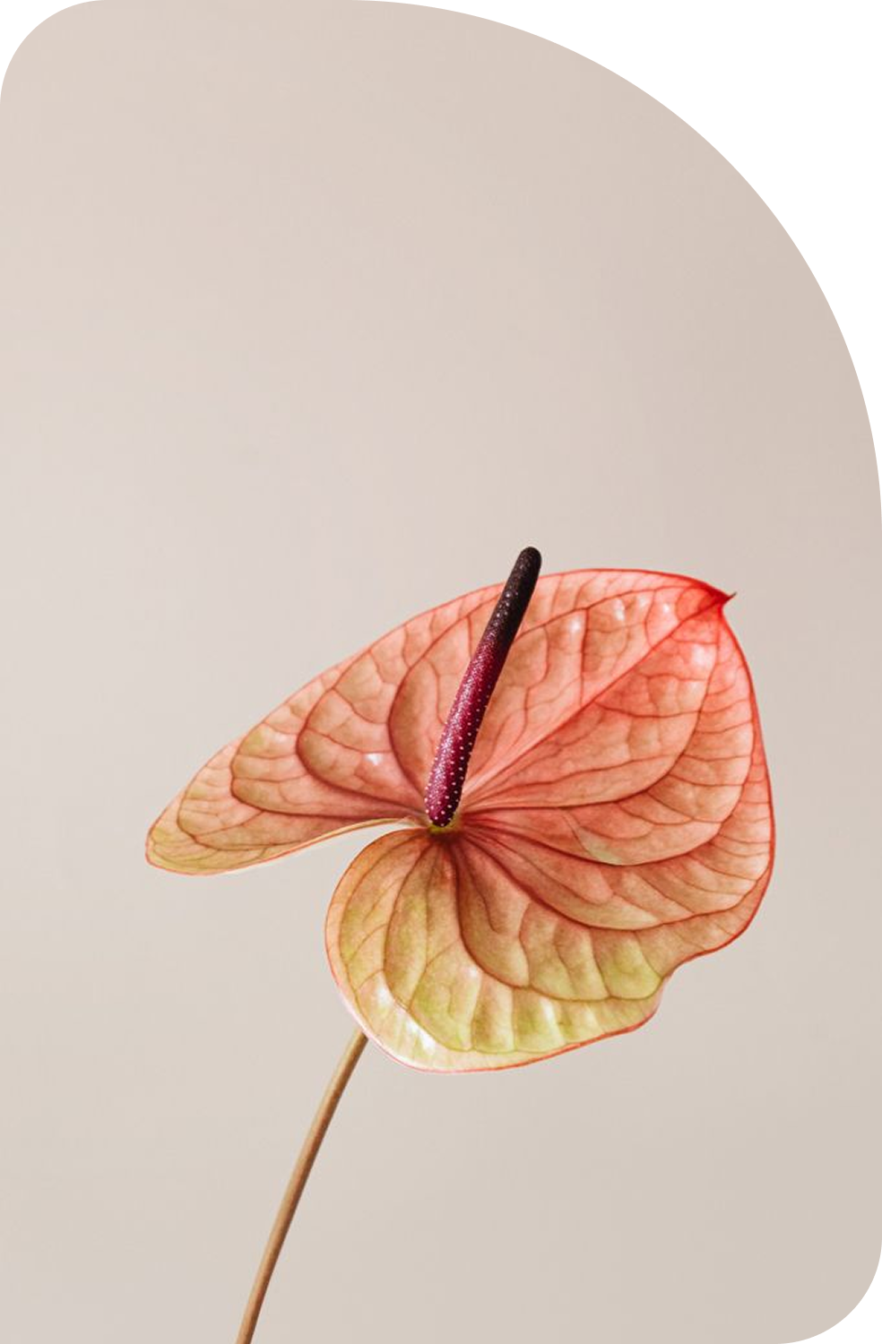 Estás <strong>hecha </strong>para <em>dar vida</em>